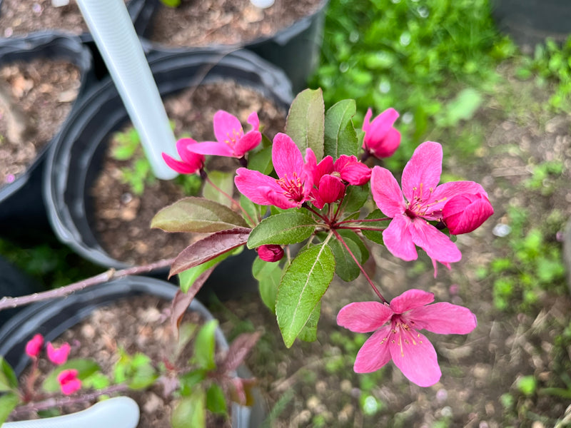 Prairie Fire Crabapple Blossoms