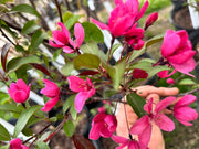 Prairie Fire Crabapple Blossoms Dark Pink