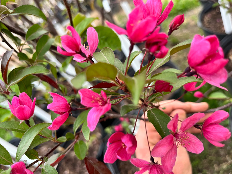 Prairie Fire Crabapple Blossoms Dark Pink