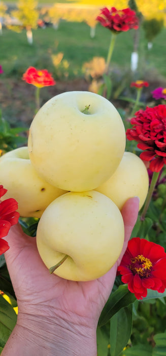 Yellow Transparent Apple