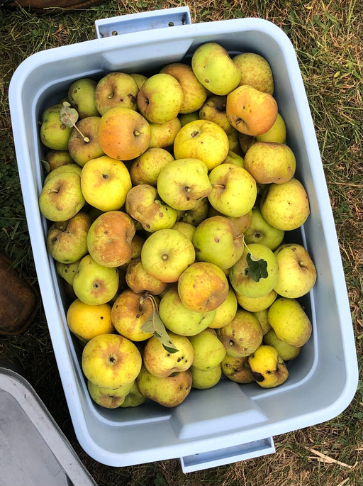 basket of green and brown russeted apples