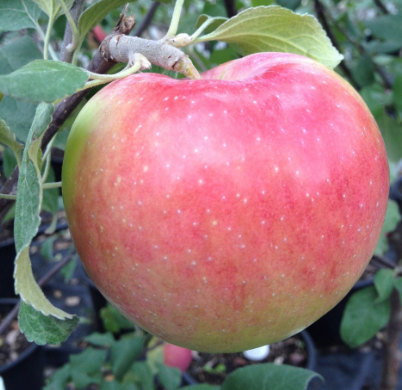 Prairie Magic Apple Tree
