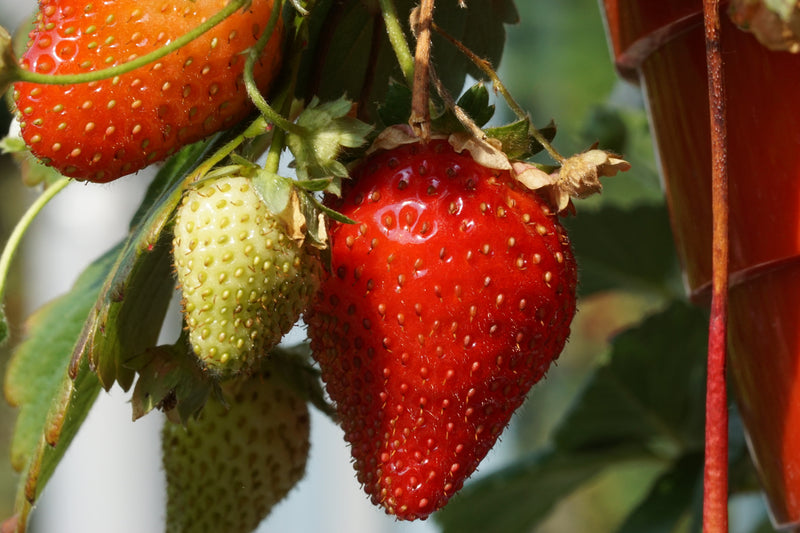 Honeoye Strawberry Plant