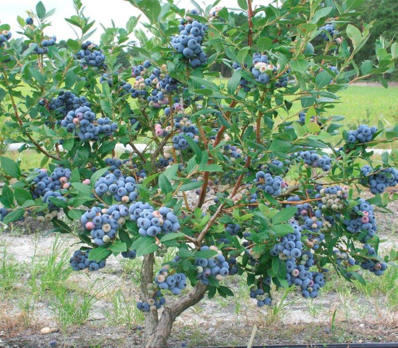 Talisman Blueberry Bush