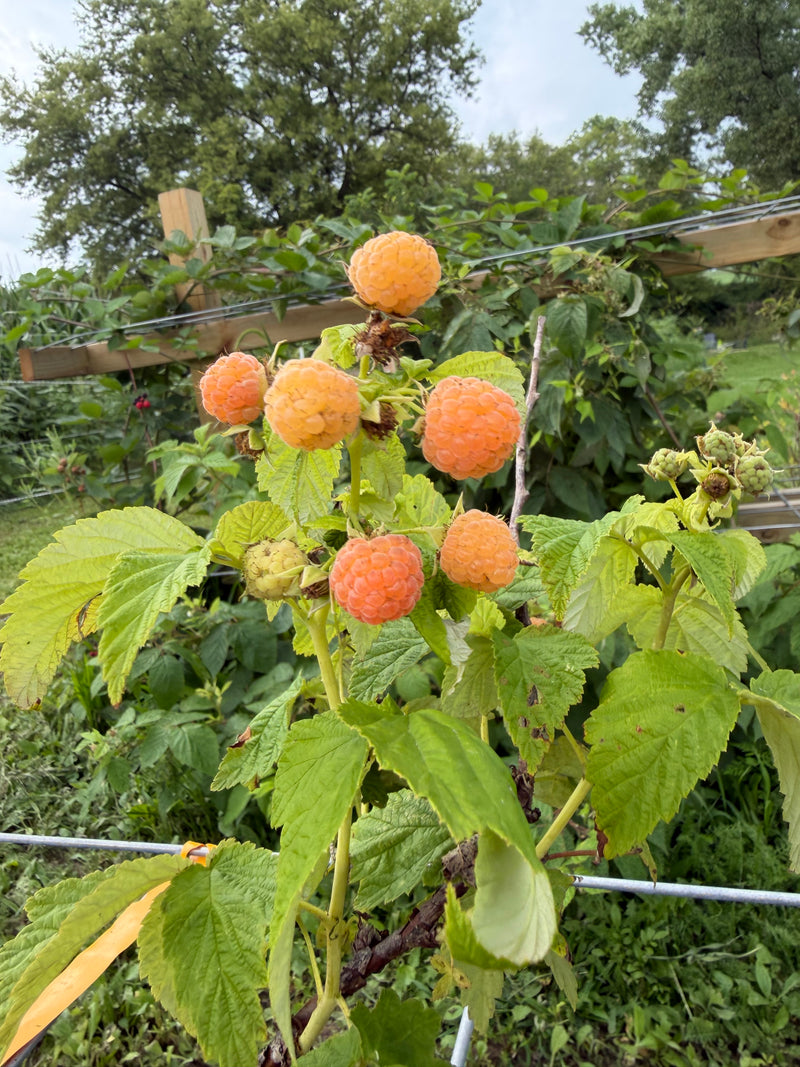 Fall Gold Raspberry Bushes