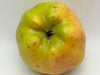 calyx view of the apple Harrison heiman