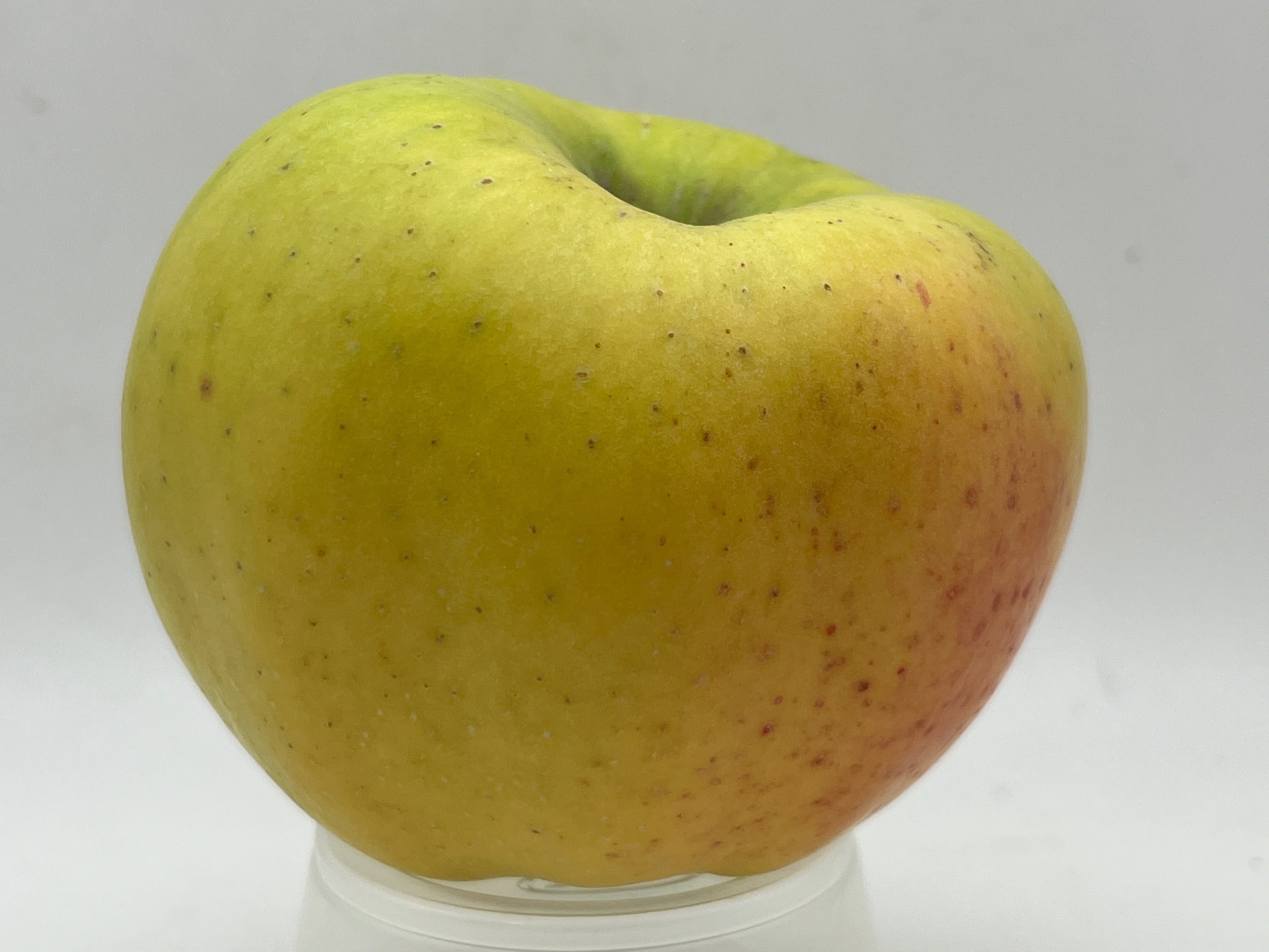 Calville Blanc d'Hiver Apple Tree — Roots to Fruits Nursery