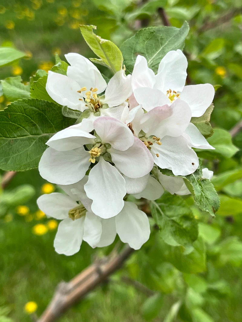 crimson crisp apple tree blossom