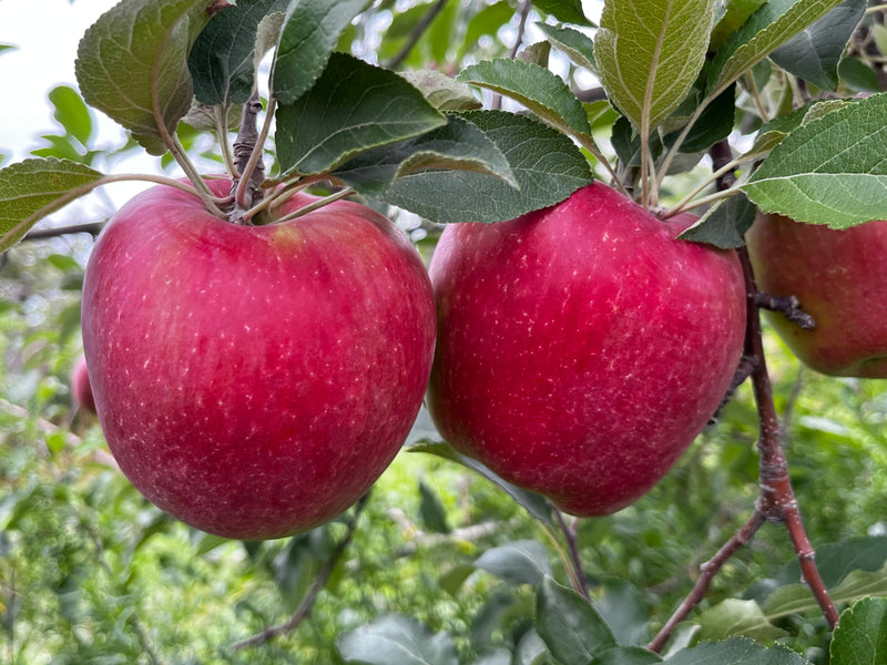 dicks delicious apple tree