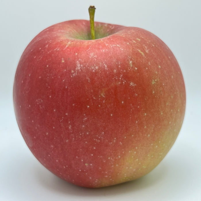 A single red and green fortune apple with a creamy white appearance, indicating ripeness.