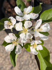 gala apple tree blossoms