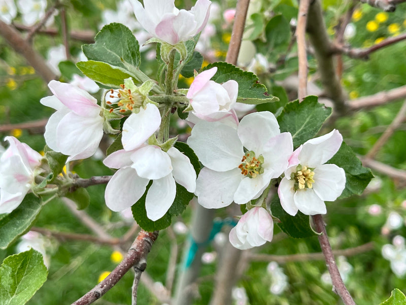 honeycrisp apple tree blossom
