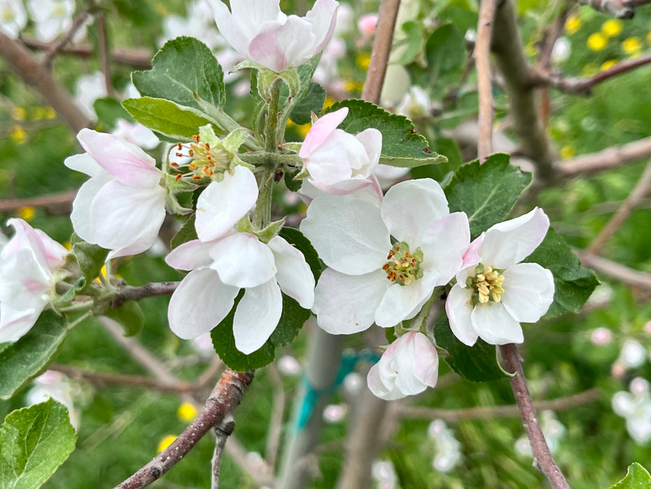 honeycrisp apple tree blossom
