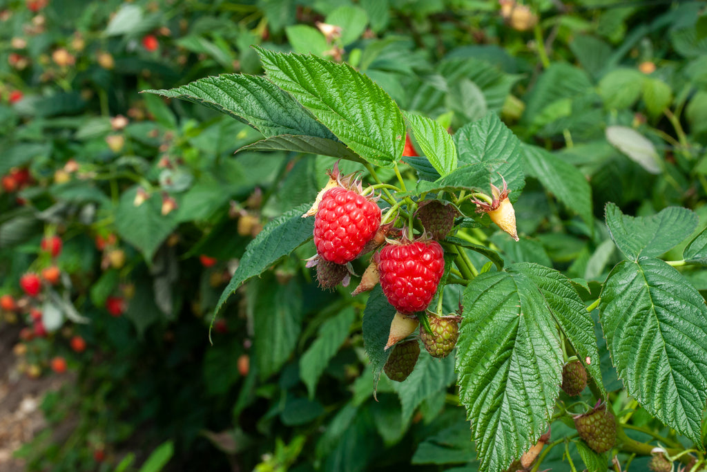 Nova Raspberry Bushes — Roots to Fruits Nursery
