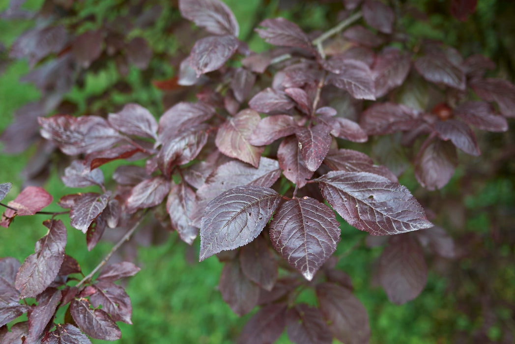 Purple Leaf Sand Cherry