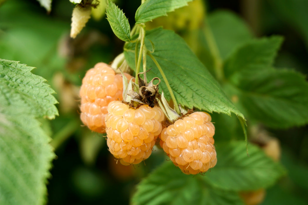 Fall Gold Raspberry Bushes