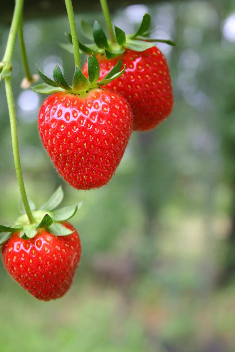 nursery strawberry seeds 5x 'Flamenco' Strawberry Plants