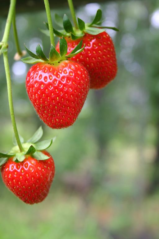 strawberry plant seeds for sale 5x 'Flamenco' Strawberry Plants