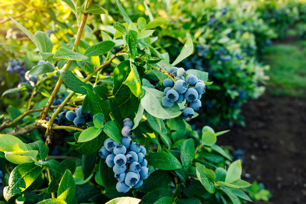 Nelson Blueberry Bushes