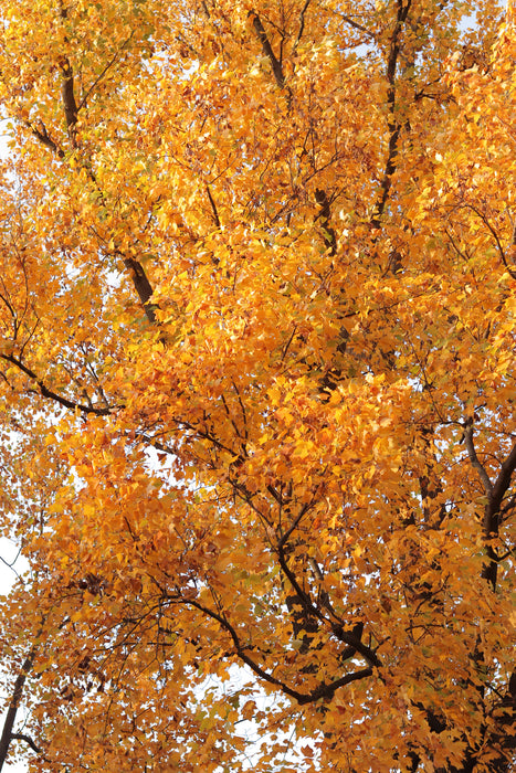 Tulip Poplar Tree