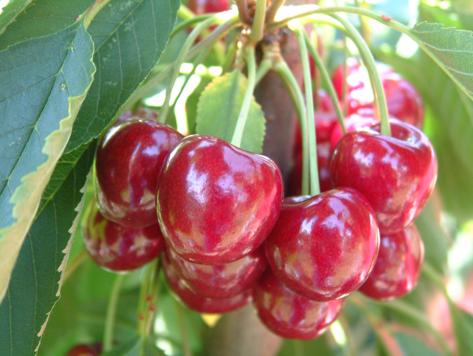 Jan Bush Cherry Plants