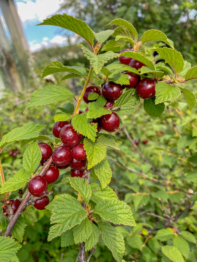 Joy Bush Cherry Plants — Roots to Fruits Nursery