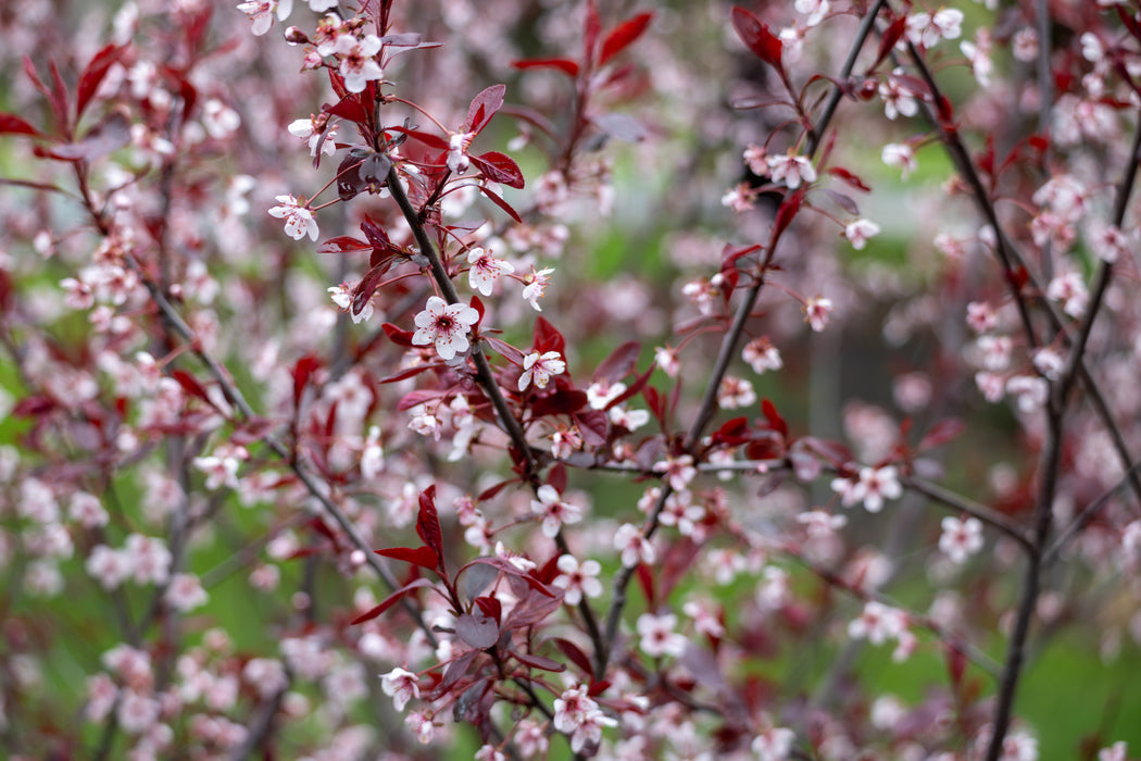 Purple Leaf Sand Cherry