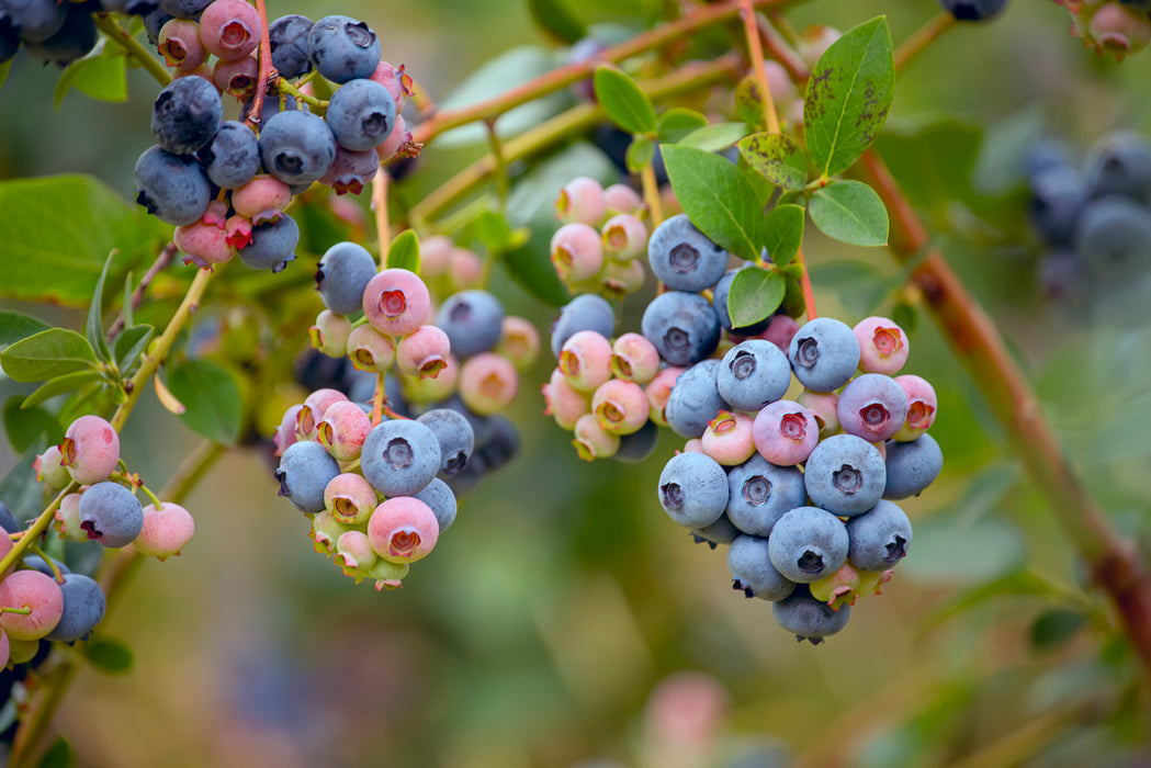 Elliott Blueberry Bush