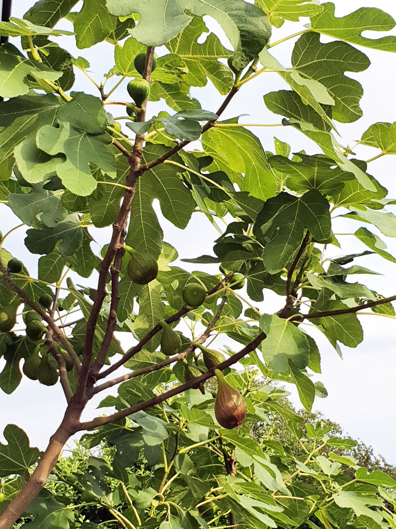 Self-Fertile Fig Tree Bundle - 4 Trees
