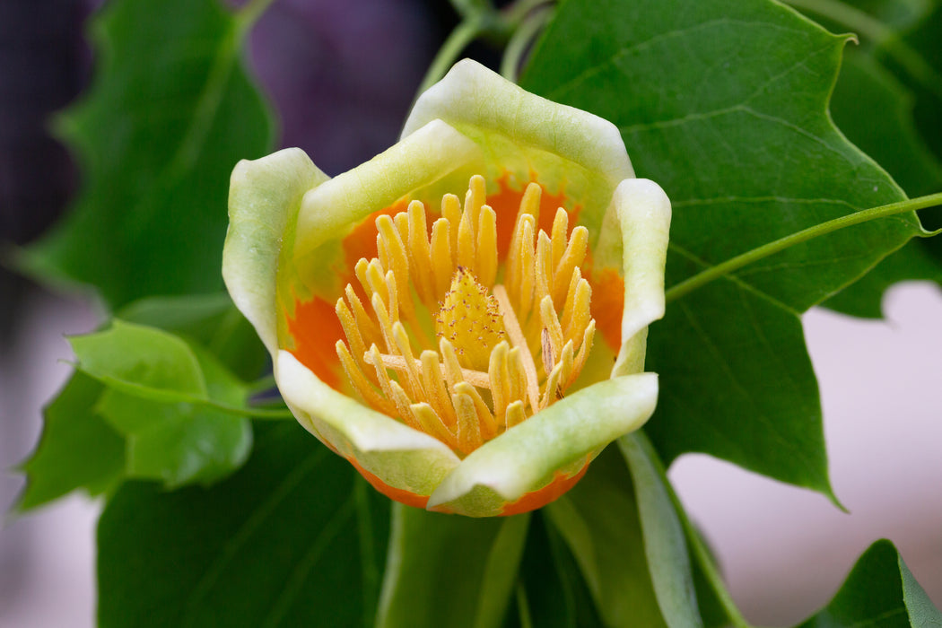 Tulip Poplar Tree