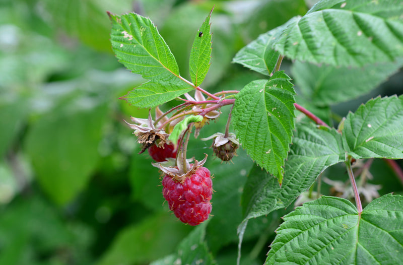 Boiny Raspberry Boyne Raspberry Plant — Roots to Fruits Nursery