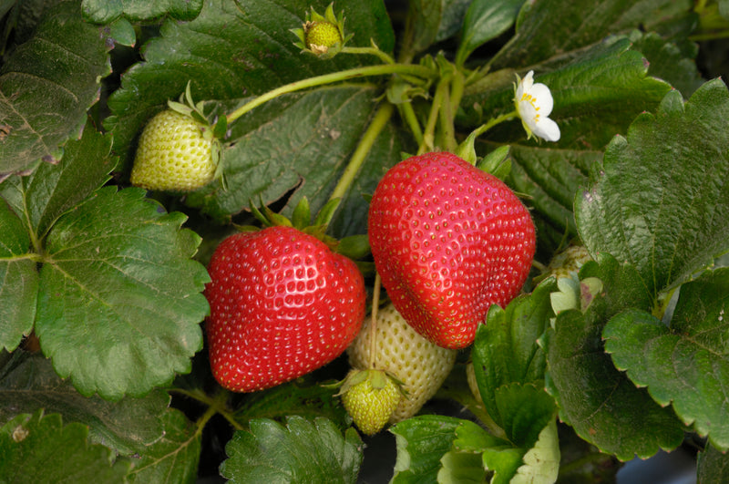 Sparkle Strawberry Plant