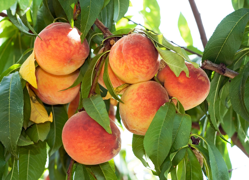 Nectarine Trees