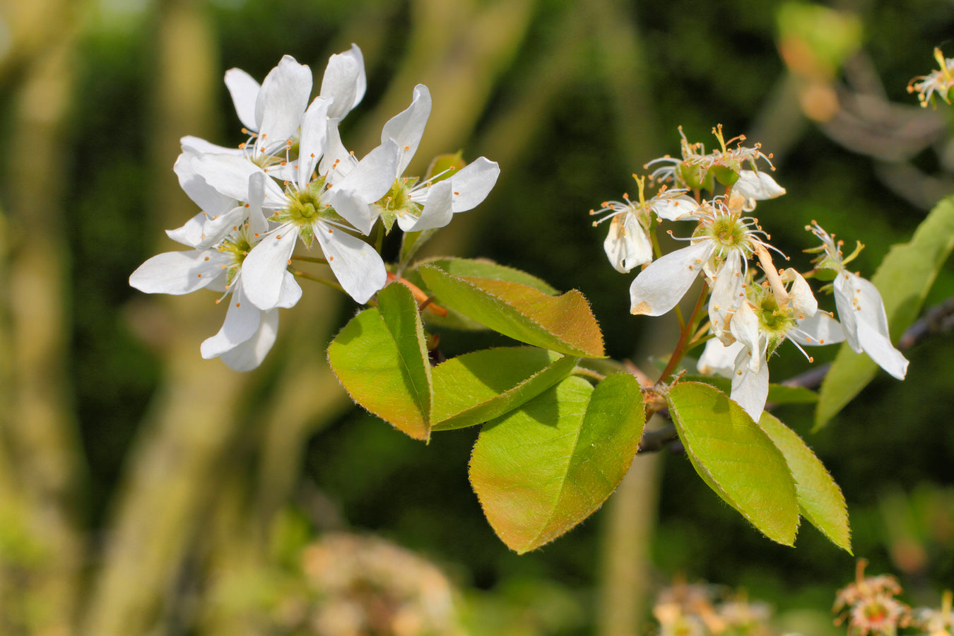Flowering Trees