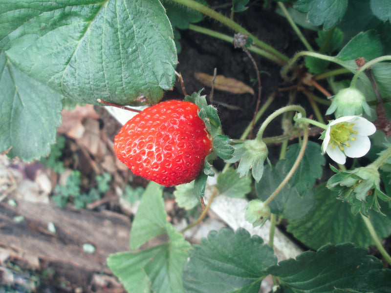Albion Strawberry Plant