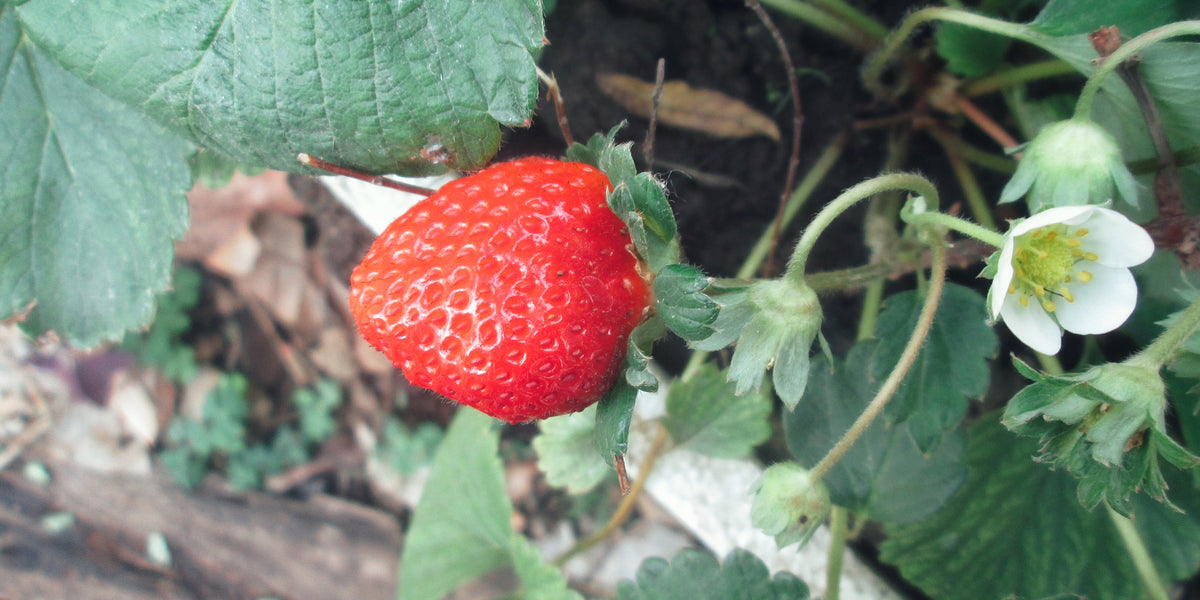 Albion Strawberry Plant — Roots to Fruits Nursery