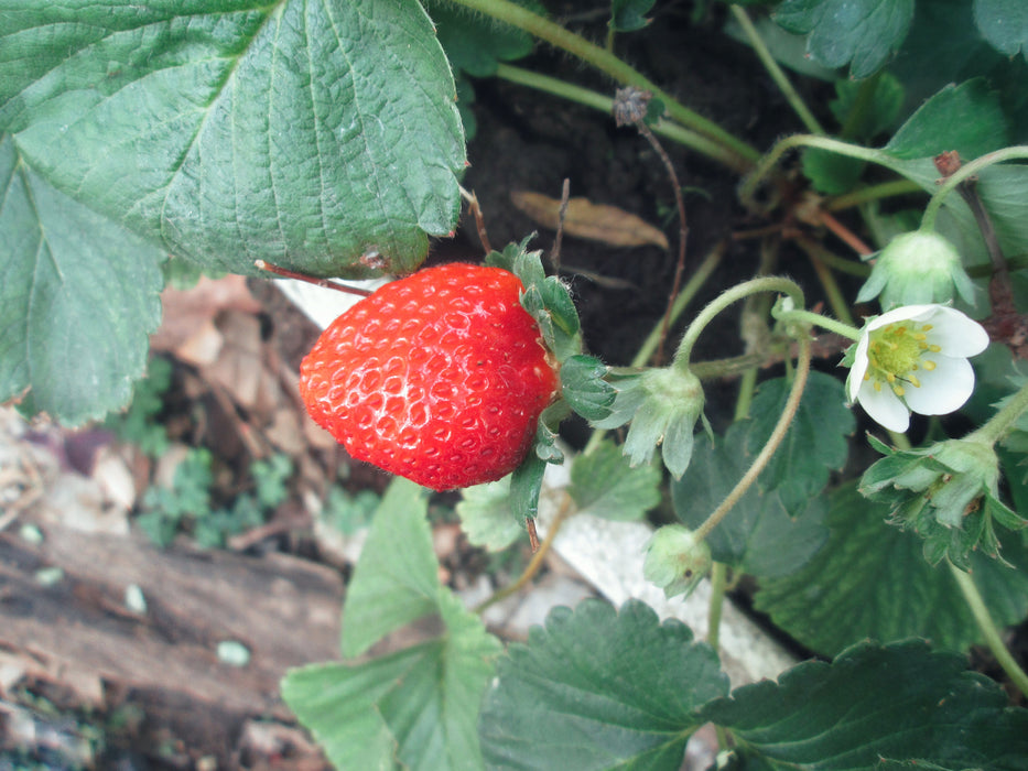 Albion Strawberry Bush