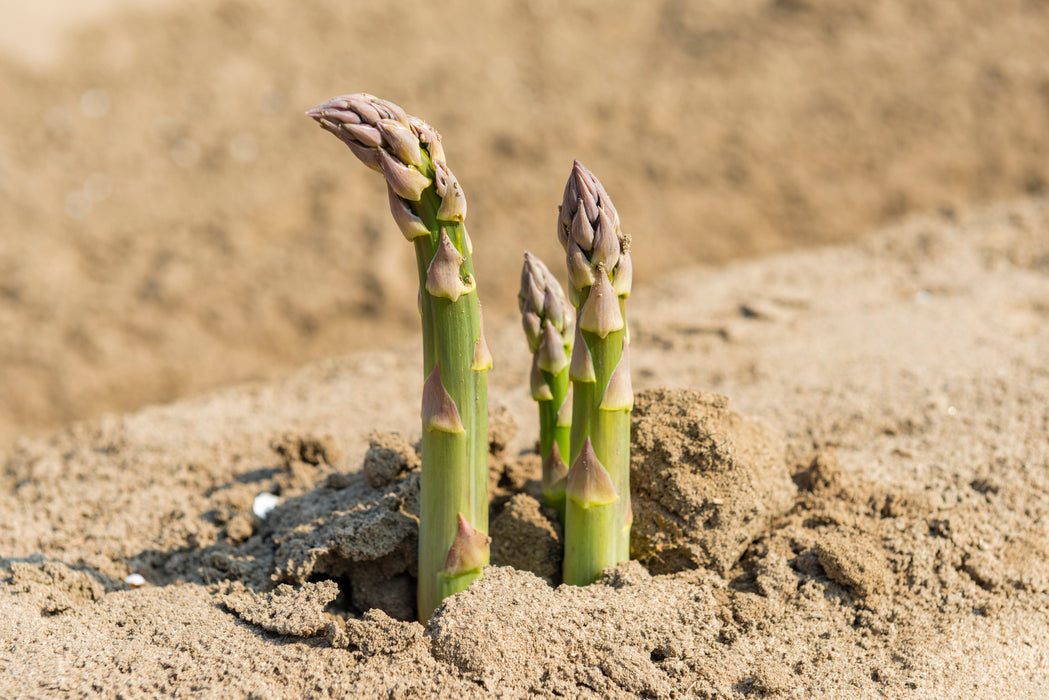 Mary Washington Asparagus