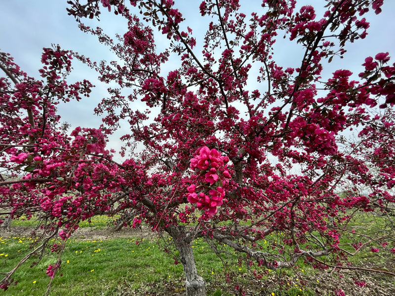 Westminister Crabapple Tree