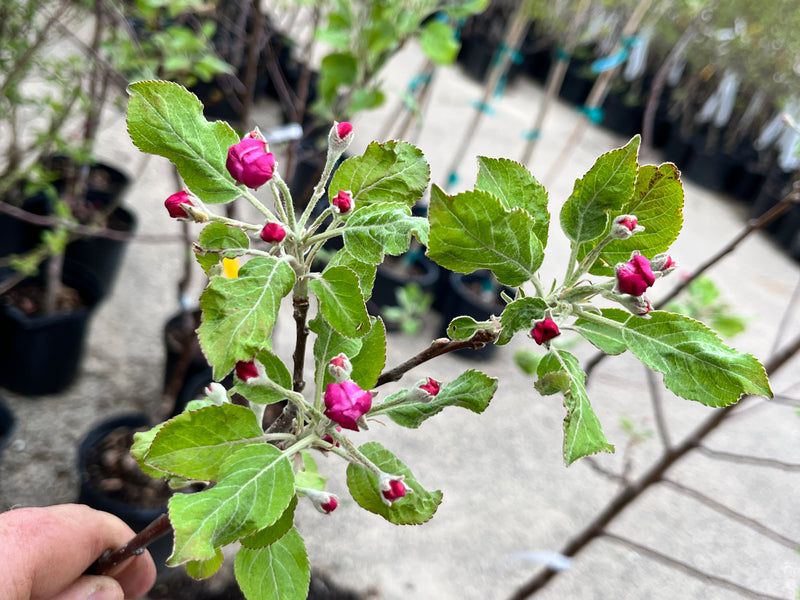 Pink Pearl Apple Trees