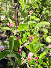 7 ambrosia apple flower buds before opening