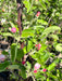 7 ambrosia apple flower buds before opening
