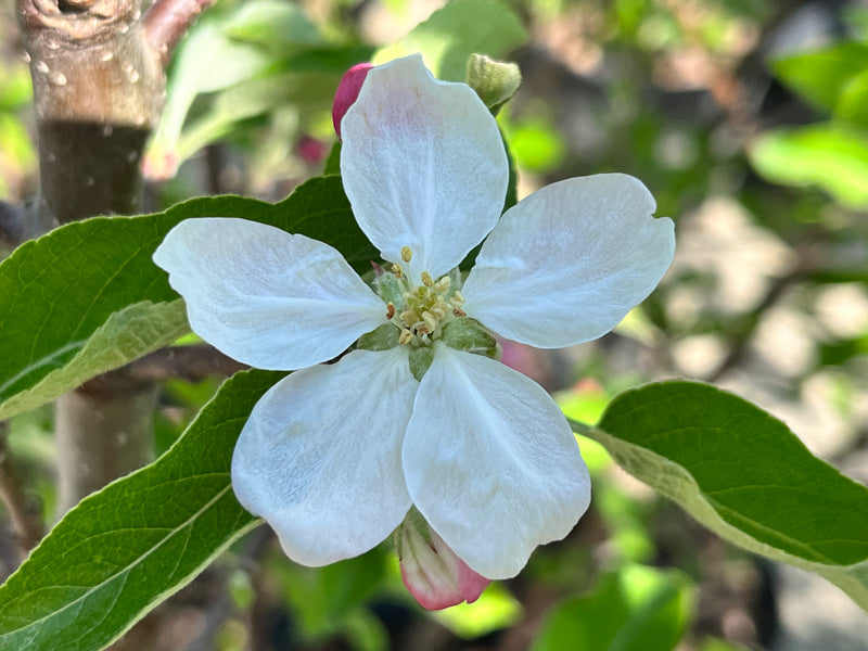 five point white flower petals with green leave surrounding the pistils and stamens 
