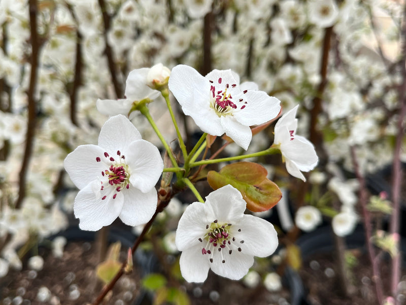 Hosui Asian Pear Tree