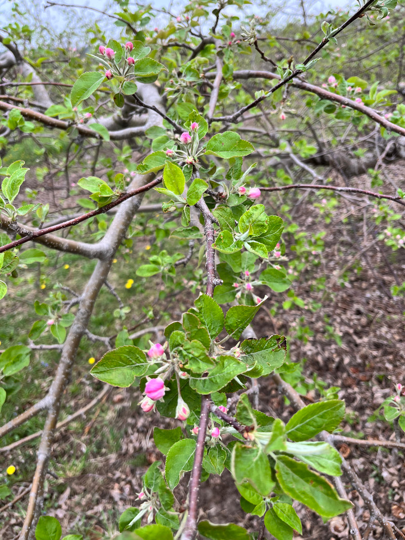 Northwest Greening Apple Trees