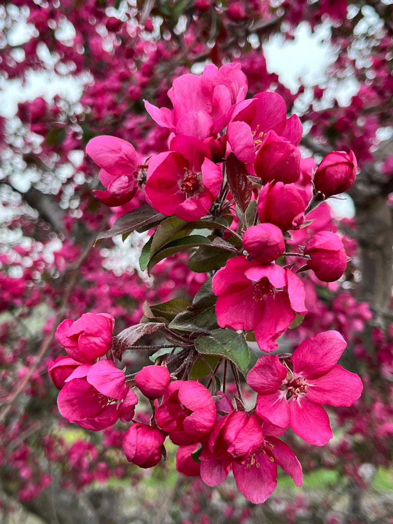 Westminister Crabapple Tree