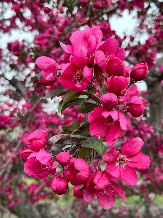 Westminister Crabapple