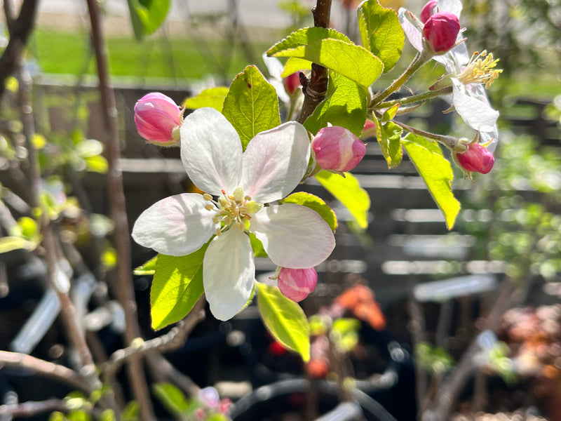 Yellow Delicious Apple Tree