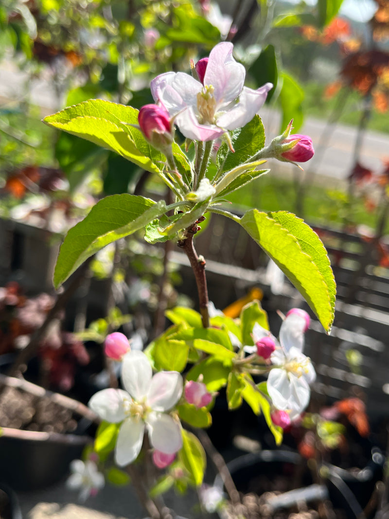 Yellow Delicious Apple Tree