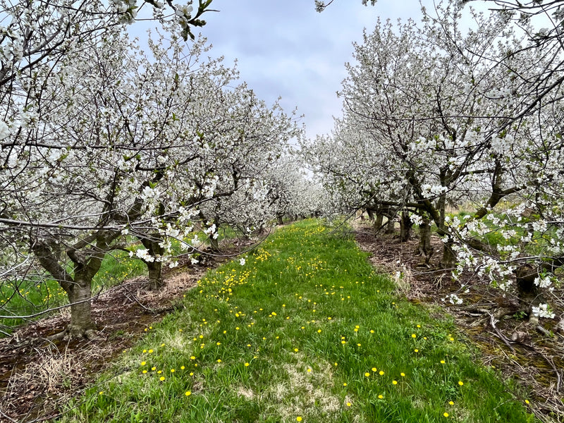 Montmorency Cherry Tree